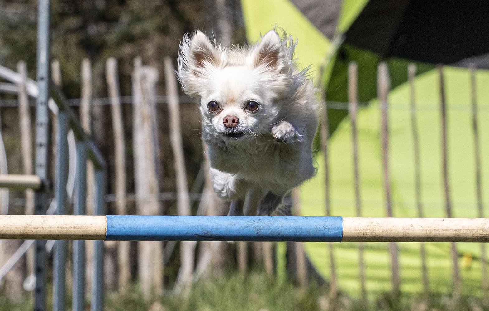 Action_Hundetraining
